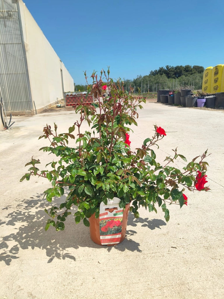 ROSA M. CANTATORE VASO 24