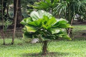 Licuala peltata h 200 cm in vaso 45 cm palma tropicale elegante