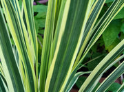 Gardenaria Nandina domestica 'Lemon-Lime' - Arbusto ornamentale da giardino Altezza: 50/60 cm (vaso24)