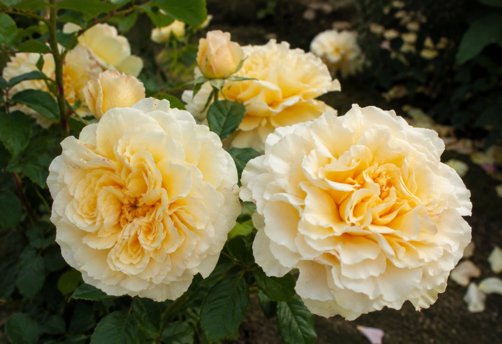 Gardenaria Rosa 'Comtessa' - Rosa da giardino Altezza: 30/40 cm (vaso22)