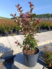 LAGERSTROEMIA INDICA CESP.24 DYNAMITE (E.Q.)