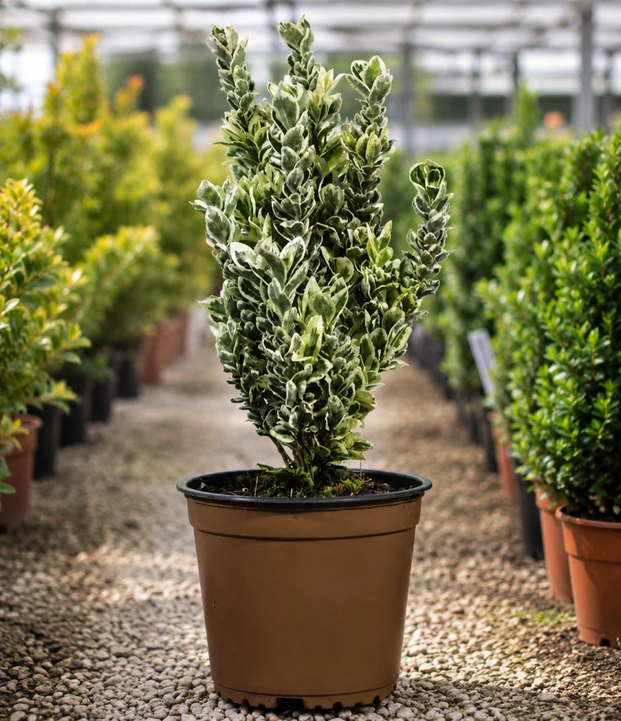 Gardenaria Evonimo - Euonymus japonicus 'White Spire' - Arbusto ornamentale da giardino Altezza: 40/60 cm (vaso19)