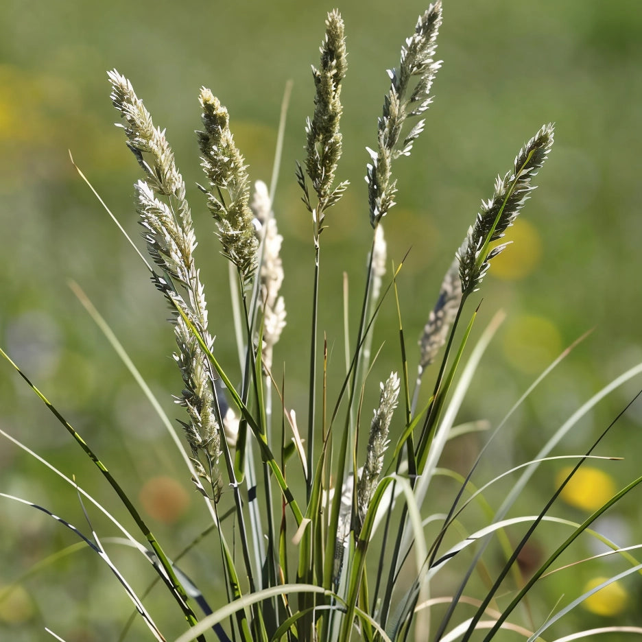 Gardenaria Sesleria heufleriana - Graminacea ornamentale da esterno Altezza: 40 cm (vaso 17)