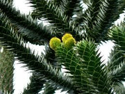 ARAUCARIA ARAUCANA IMBRICATA vaso 19cm H 25 cm conifera foto reali
