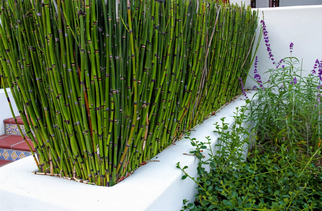 Gardenaria Coda di Cavallo - Equisetum hyemale - Graminacea ornamentale da esterno Altezza: 60 cm  (vaso 17)