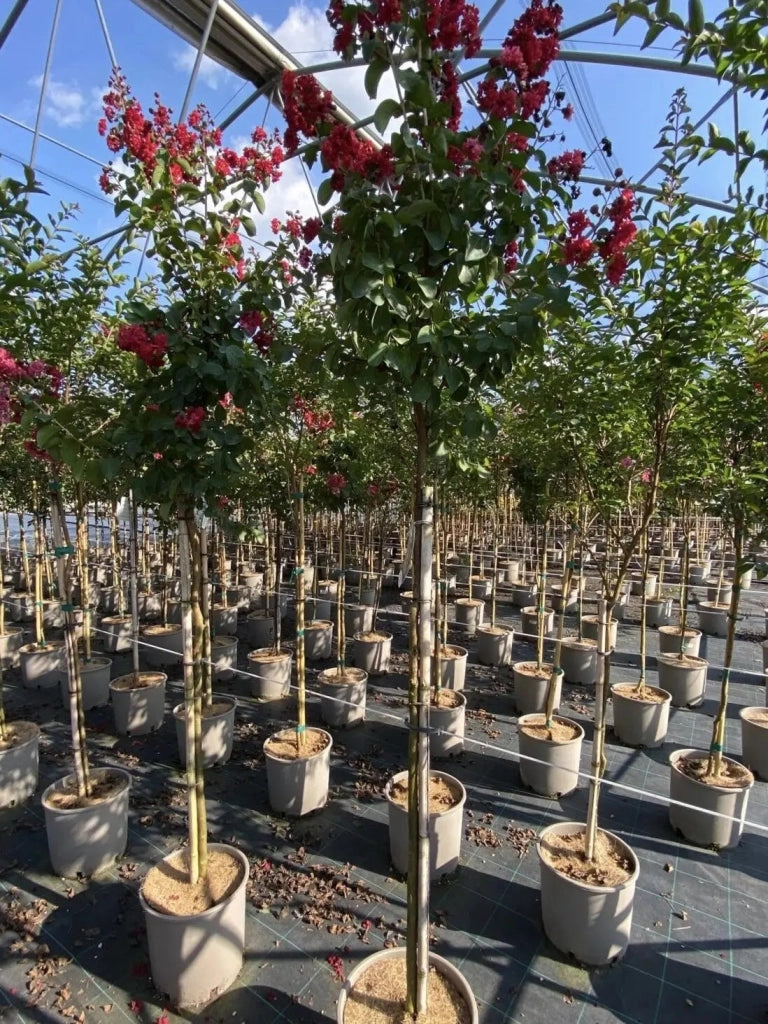 Gardenaria Lagerstroemia 'Dynamite' - Arbusto ornamentale da giardino Altezza: 40/60 cm (vaso19)