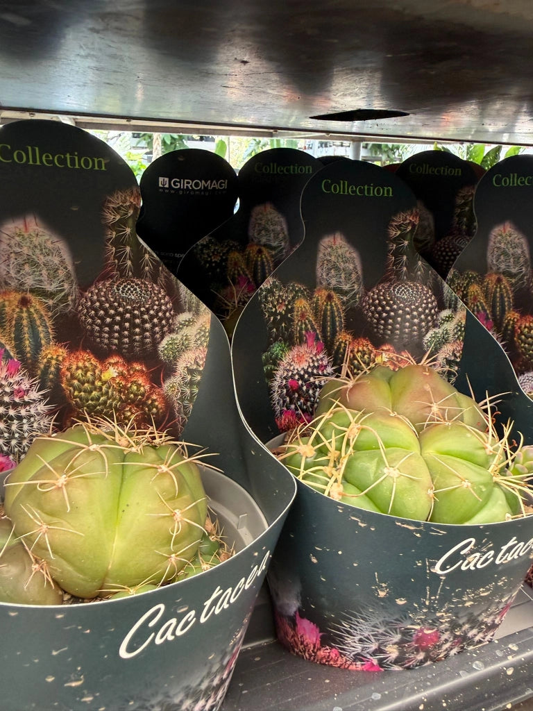 Puna incahuasi vaso 14 cm – Raro cactus