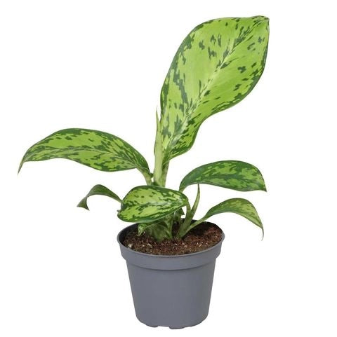 Dieffenbachia Crocodile vaso 17 cm – Pianta da interno foglia decorativa