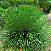 Agave Geminiflora,  Agave Bonapartea foto reali vaso 24cm