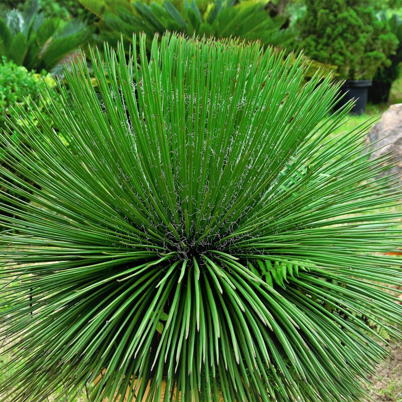 Agave Geminiflora,  Agave Bonapartea foto reali vaso 24cm