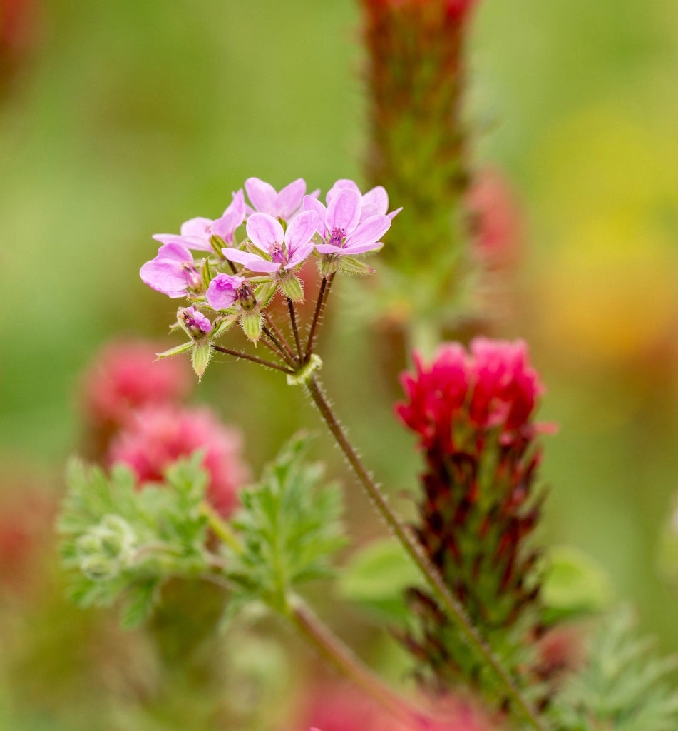 ERODIUM VARIABILE (BECCO DI GRU) VASO 18