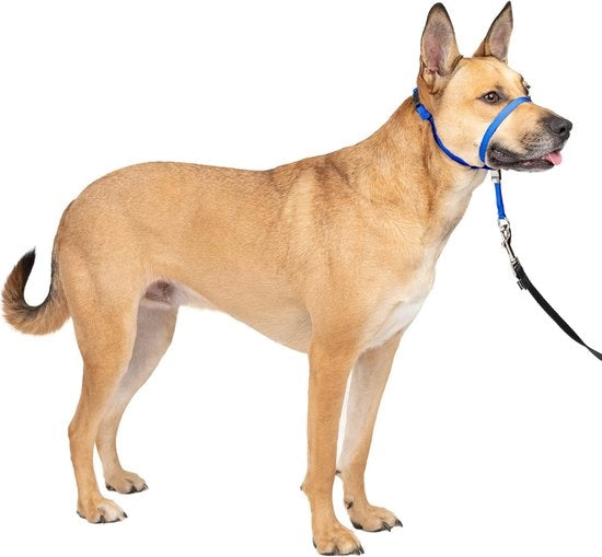 Cinturino per cane senza tirare con 1,5 m corda di traino - La soluzione definitiva contro il tirare - Guida il tirare del cane per passeggiate più facili - Aiuta a riprendere il controllo (taglia M) - blu