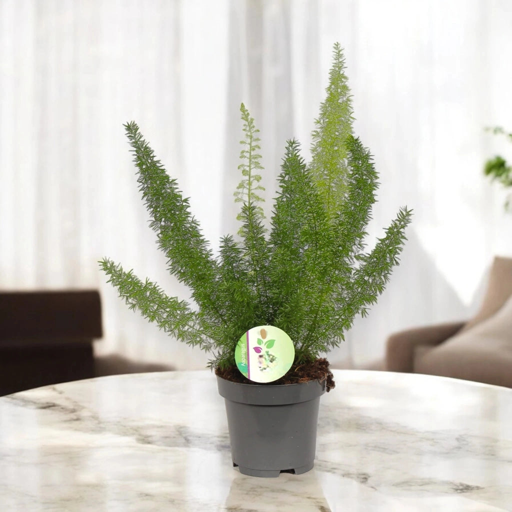 Gardenaria Asparagus densiflorus 'Myers' - Pianta da interno ornamentale Altezza: 35 cm (vaso 17)