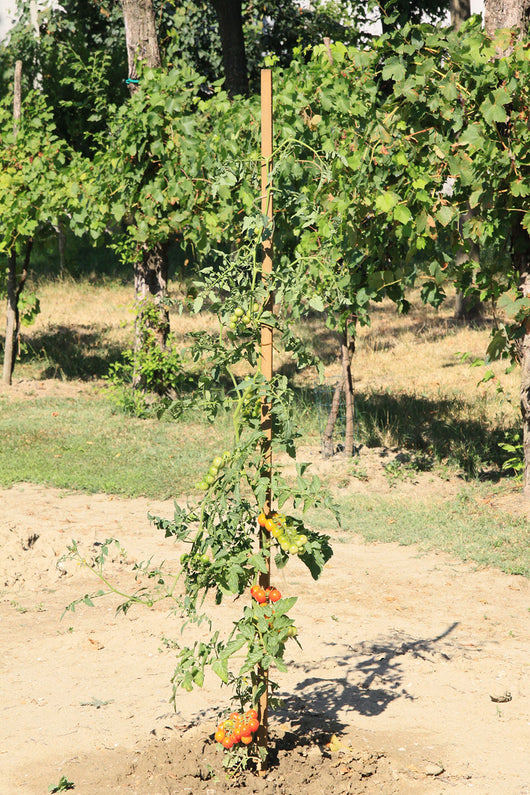 Confezione 9 Pezzi Palo Tutore Quadrato con Punta 2,5x2,5x210 cm in Legno di Pino Impregnato Color Castagno