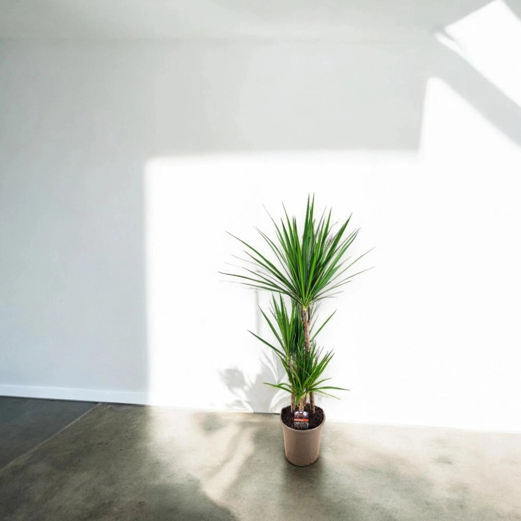 Gardenaria Dracaena fragrans marginata - Pianta da interno ornamentale Altezza: 180 cm (vaso 27)
