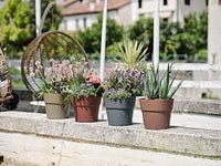 Teraplast astra orione 19 oversea