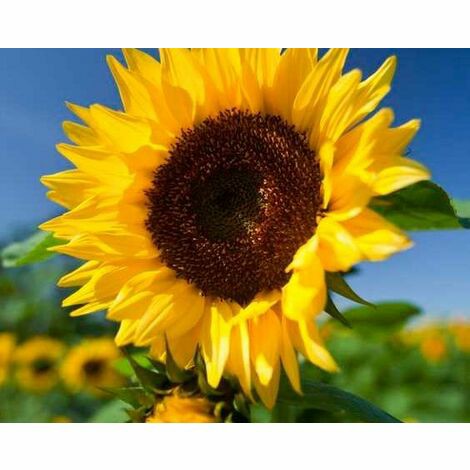 Girasole Gigante Set 5 Pezzi - Magnani Sementi