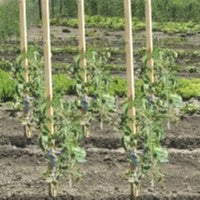 Tutore Legno Per Sostegno Piante Cm 150 Set 5 Pezzi - Biacchi Ettore