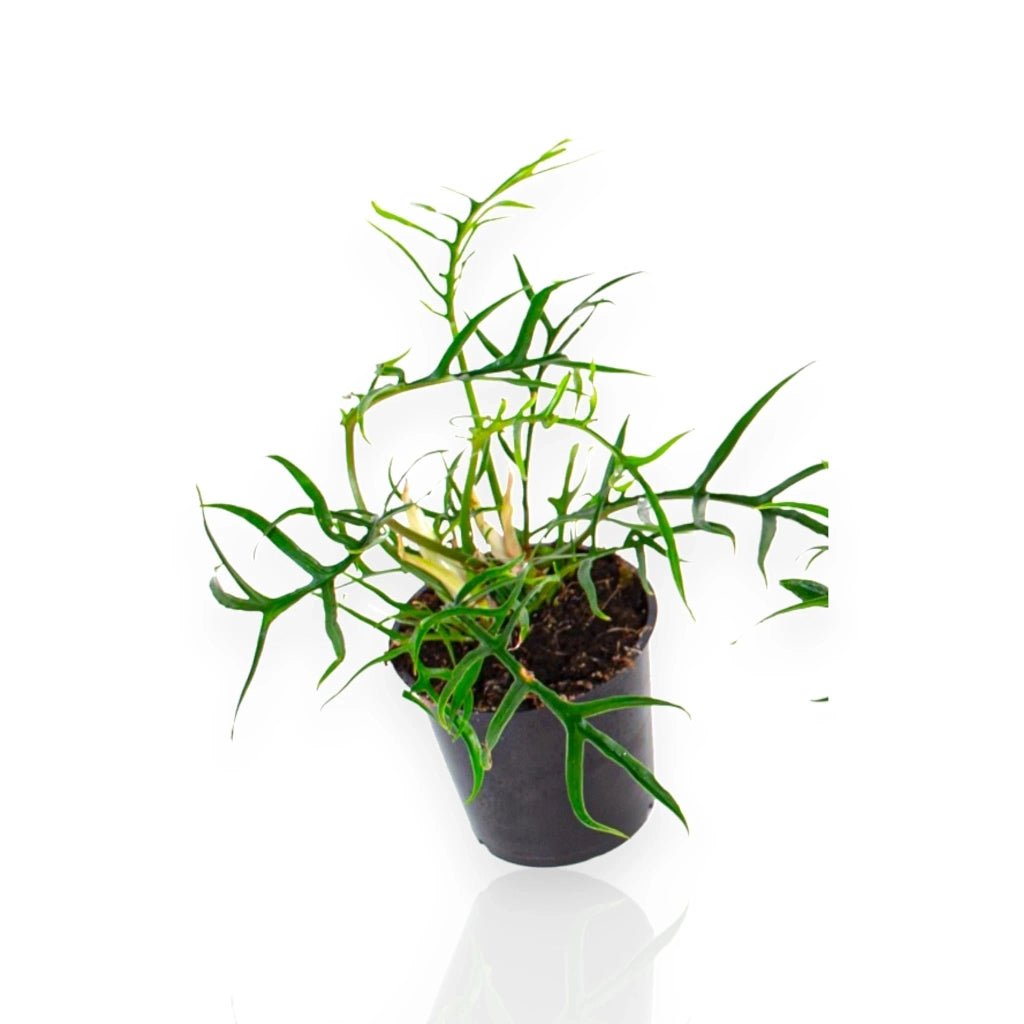 Gardenaria Philodendron tortum 'Good luck' - Pianta da interno ornamentale Altezza: 30 cm (vaso 12)