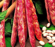 BUSTINA SEMENTI FAGIOLO NANO BORLOTTO DA SGRANO 250 GR