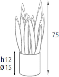 P2150075 - Pianta sansevieria 21 foglie