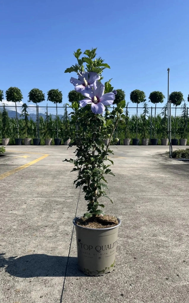 Gardenaria Ibisco - Hibiscus syriacus sup 'Blue' - Arbusto ornamentale da giardino Altezza: 40/60 cm (vaso19)