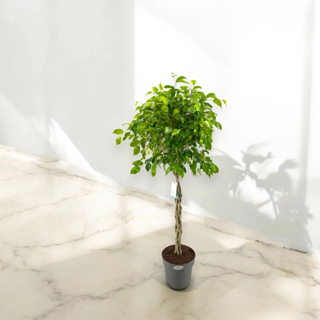 Gardenaria Ficus benjamina 'Exotica' - Pianta da interno ornamentale Altezza: 100 cm (vaso 24)