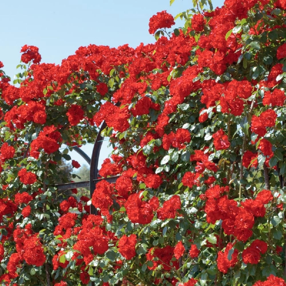 Pianta ROSA BREVETTATA LA SEVILLANA ® RAMPICANTE rossa MEILLAND in vaso 20 cm AMGarden