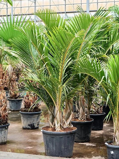 Hyophorbe verschaffeltii Mascarena touff h 2.50 m vaso 45 tropicale