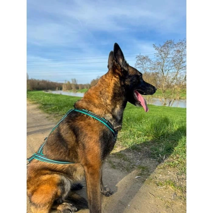 Pettorina da trazione per cani - OLYMPIA - XS - Tipo X-back - Blu
