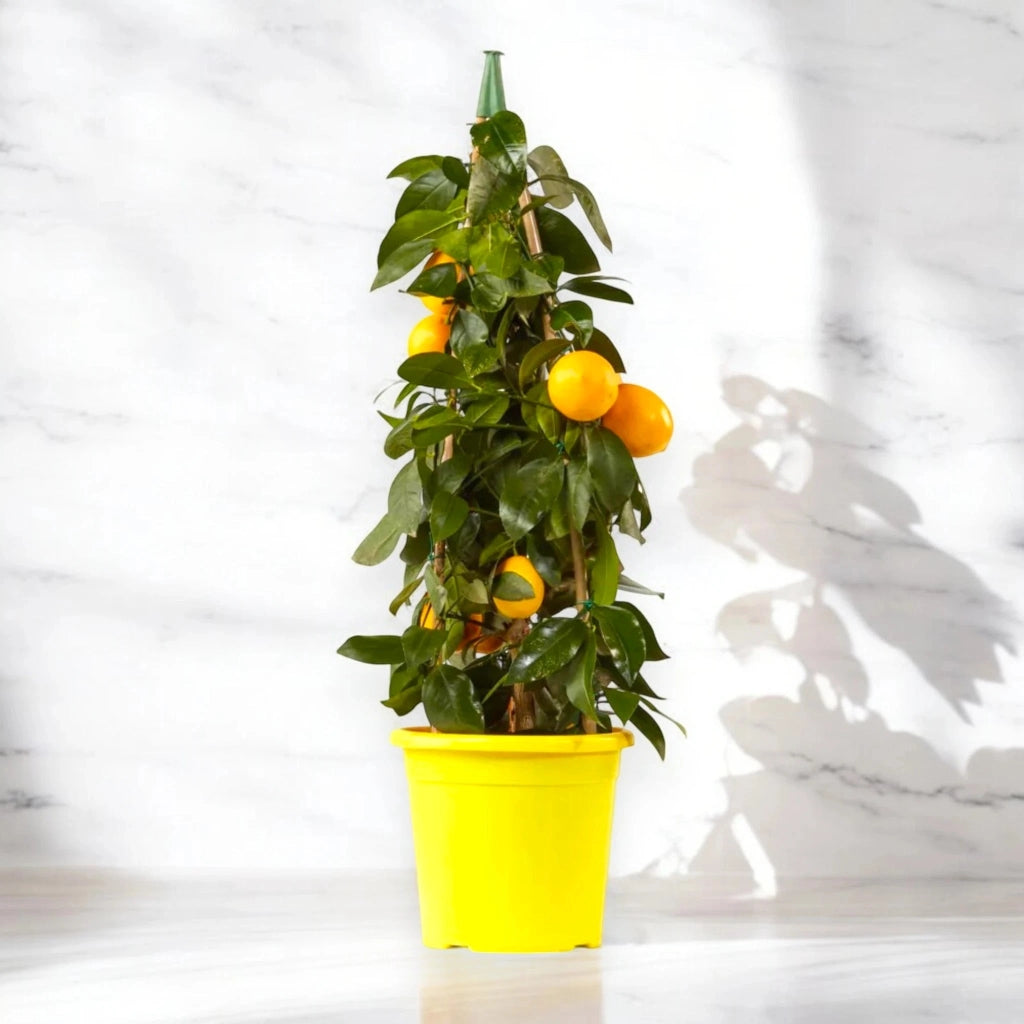 Gardenaria Limone Meyer - Citrus × meyeri - Pianta di agrume da frutto in vaso Altezza: 40 cm (vaso 15)
