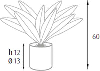 P2150124 - Pianta Dracaena 19 foglie