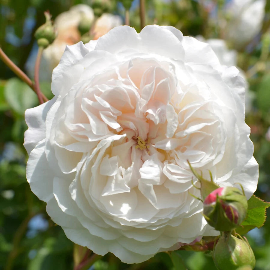 Gardenaria Rosa 'The Albrigton Rambler' - Rosa da giardino Altezza: 40/50 cm (vaso20)