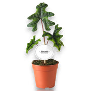 Gardenaria Alocasia 'Jacklin' - Pianta da interno ornamentale Altezza: 30 cm (vaso 14)