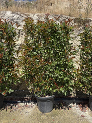PHOTINIA FRASERI SPALL.45 RED ROBIN (L.80 - H.120)