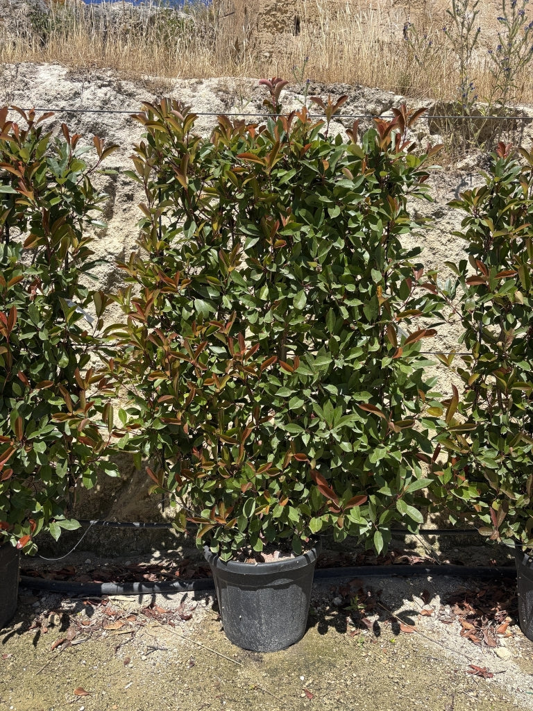 PHOTINIA FRASERI SPALL.45 RED ROBIN (L.80 - H.120)