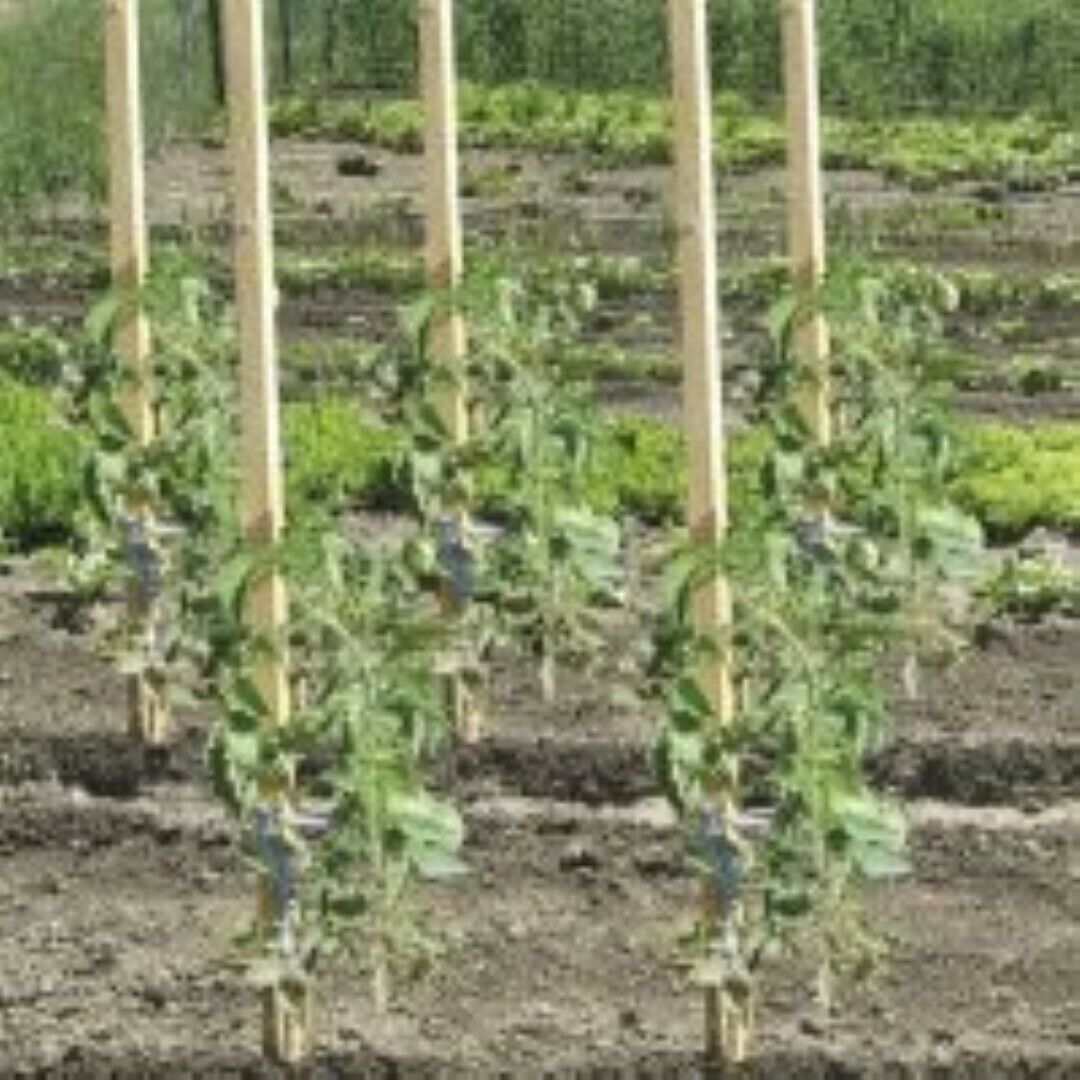 Tutore Legno Per Sostegno Piante Cm 150 Set 5 Pezzi - Biacchi Ettore