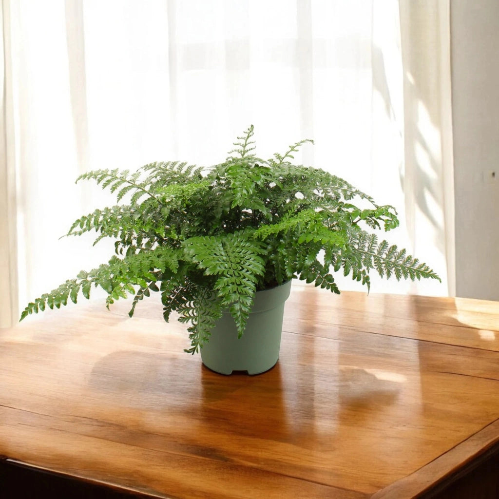 Gardenaria Asplenium parvati - Pianta da interno ornamentale Altezza: 25 cm (vaso 12)