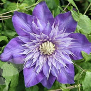 Pianta di CLEMATIDE Clematis Multi Blue fiore blu rampicante vaso 18cm AMDGarden