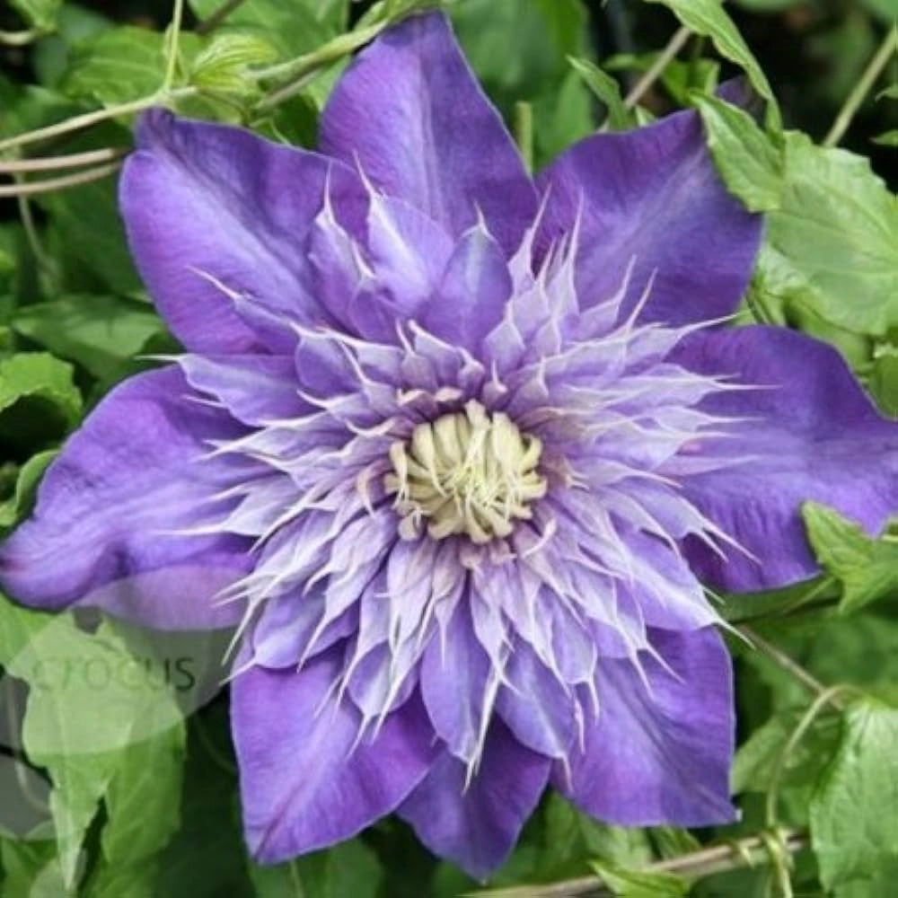 Pianta di CLEMATIDE Clematis Multi Blue fiore blu rampicante vaso 18cm AMDGarden