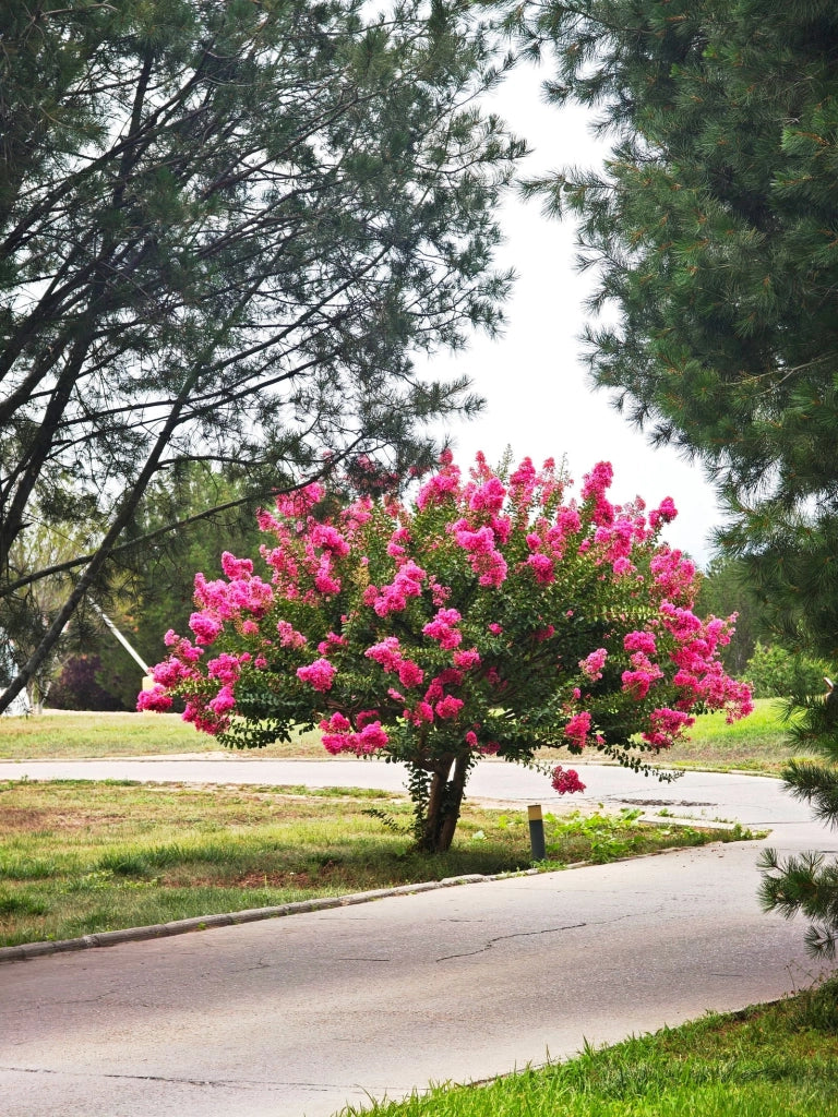 LAGERSTROEMIA INDICA CESP.30 MUSKOGEE