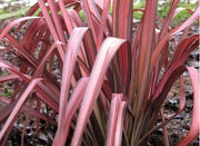 Phormium pink Panther vaso 24 foto reali h 90cm