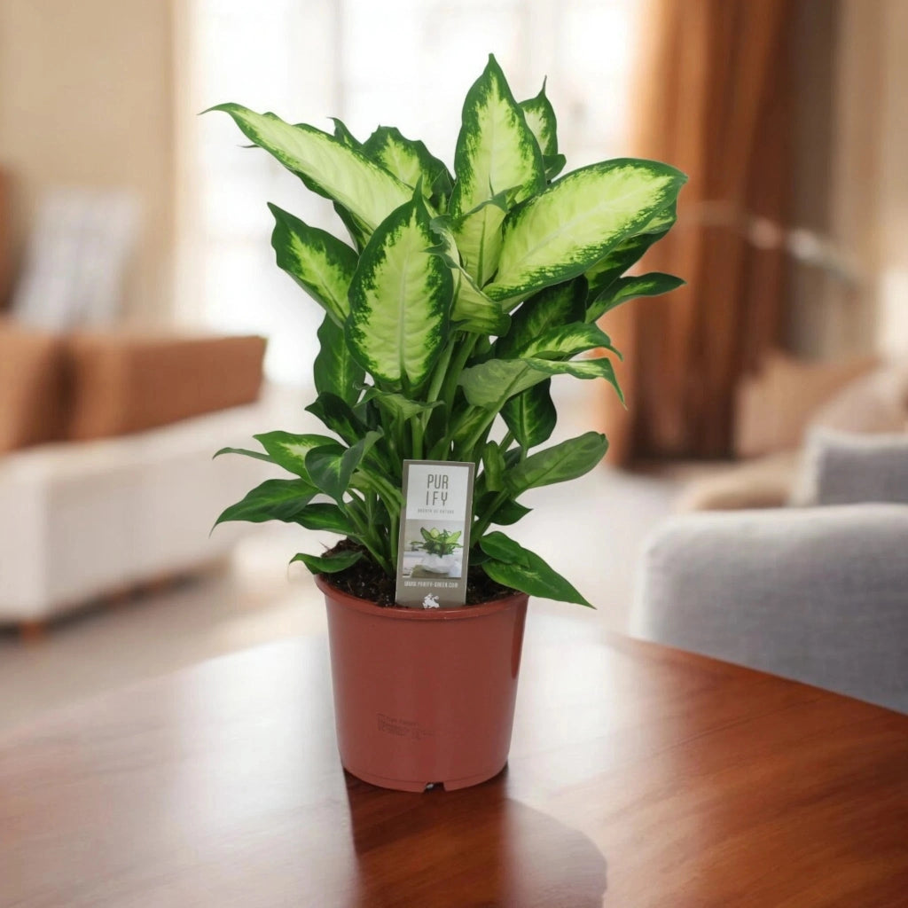 Gardenaria Dieffenbachia 'Camilla' - Pianta da interno ornamentale Altezza: 35 cm (vaso 17)