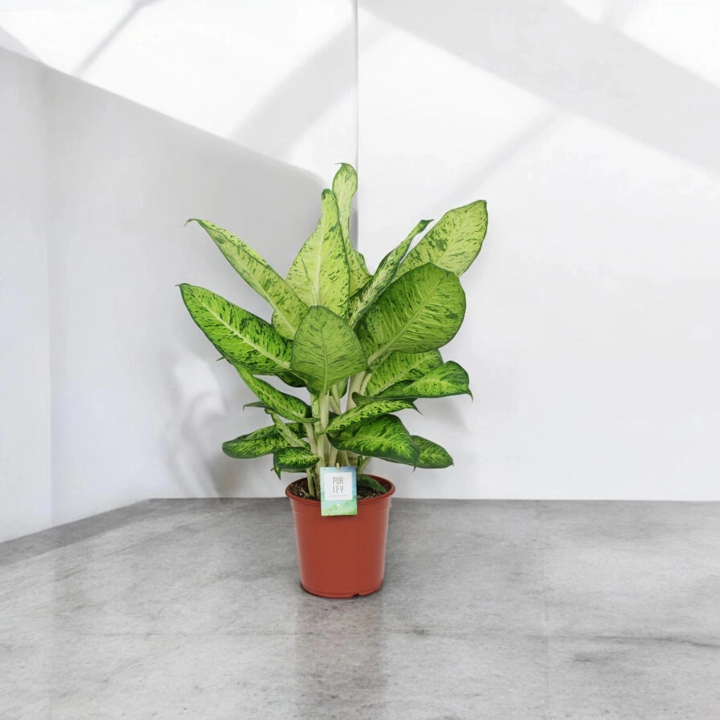 Gardenaria Dieffenbachia 'White Amazon' - Pianta da interno ornamentale Altezza: 80 cm (vaso 24)