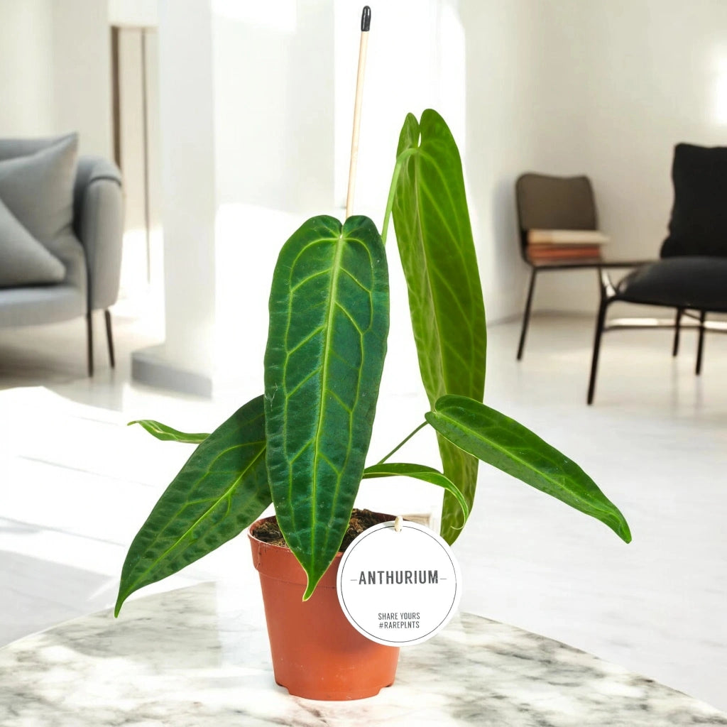 Gardenaria Anthurium warocqueanum - Pianta da interno ornamentale Altezza: 40 cm (vaso 12)