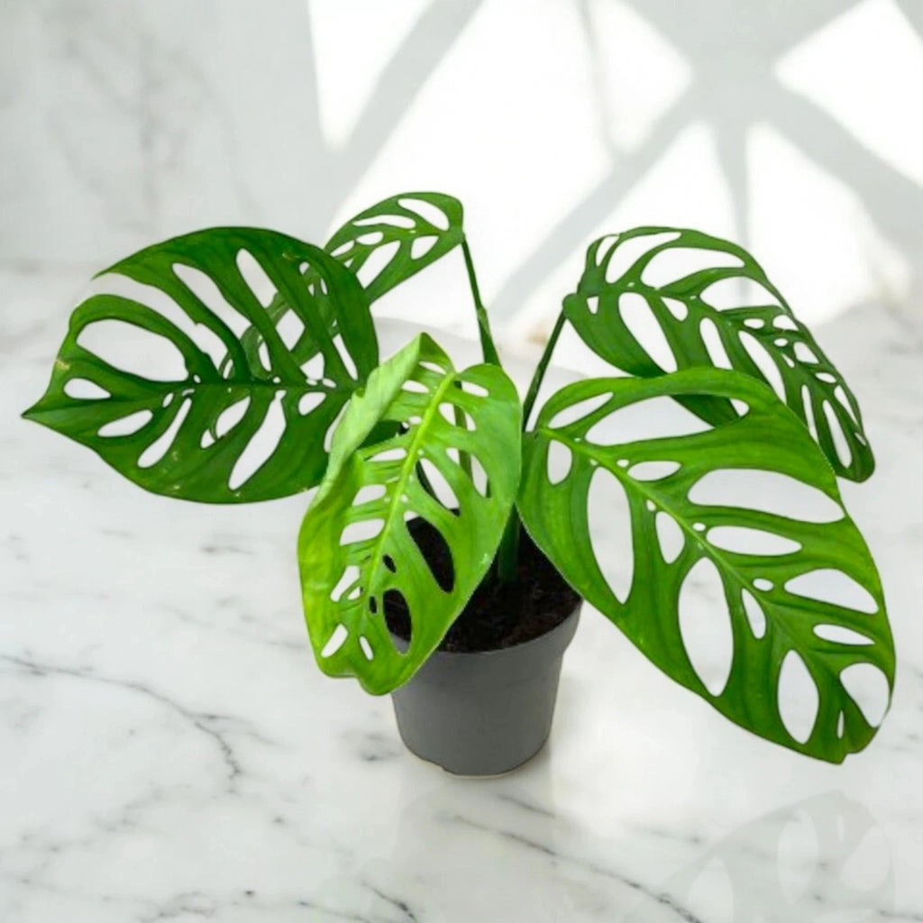 Gardenaria Philodendron 'Esqueleto' - Pianta da interno ornamentale Altezza: 40 cm (vaso 12)