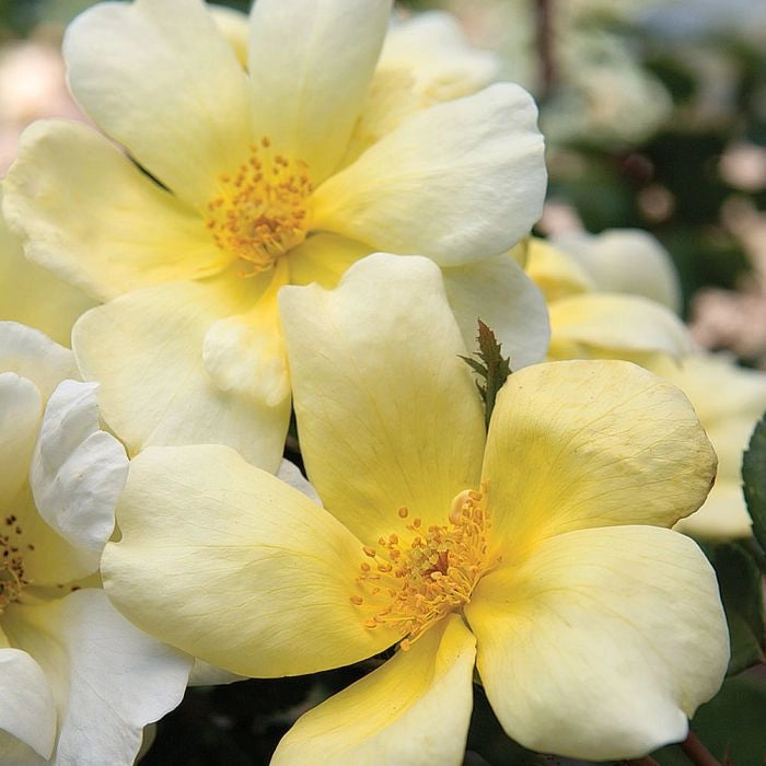 Gardenaria Rosa 'Sunny Knock out' Meilland - Rosa da giardino Altezza: 35/45 cm (vaso22)