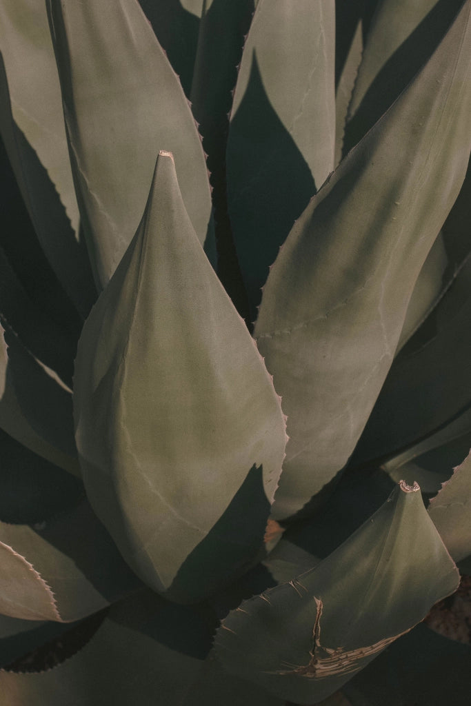 Agave Angustifolia Vaso 60 cm Pianta Grassa Mediterranea Sempreverde