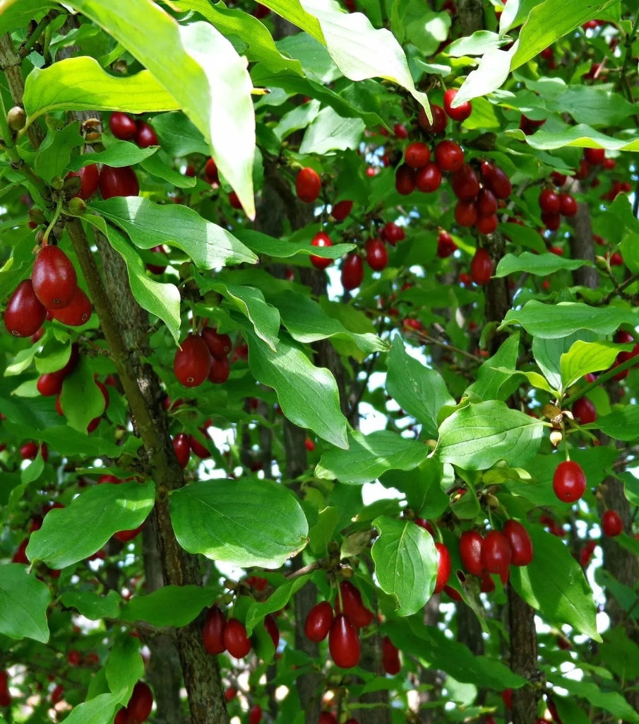 Gardenaria Corniolo - Cornus 'Mas' - Arbusto ornamentale da giardino Altezza: 40/60 cm (vaso19)