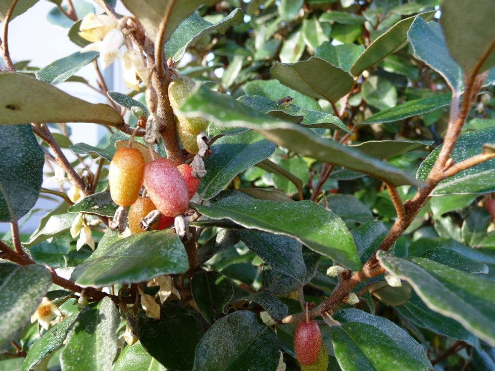 ELEAGNUS EBBINGEI COMPACTA PALLA 60
